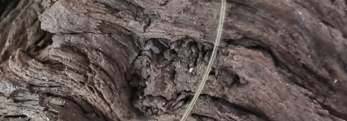 Cold Water Carp Fishing Cold Water Carp Fishing