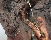 Chod rig for fishing in weed