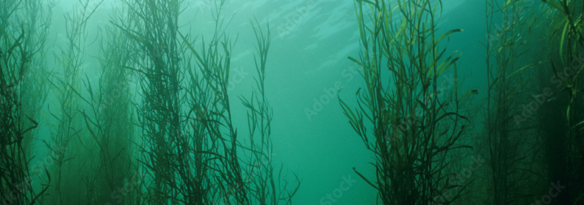 A brief insight to Carp Rigs