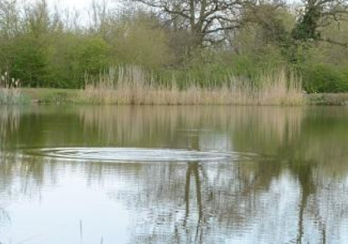 Spring Carp Fishing Rigs: Your Ultimate Guide to Early Season Success