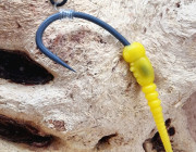 Yellow Bug D Rig for Carp Fishing
