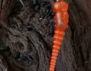 Ready Made Bug Aligner Carp Rigs