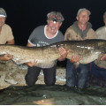 136lb Catfish caught on our fluorocarbon D rigs