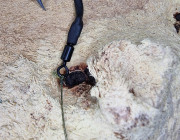 Tom Dove Style PVA Solid Bag Spinner Rigs