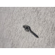 Metal Bait Screws With Oval Ring