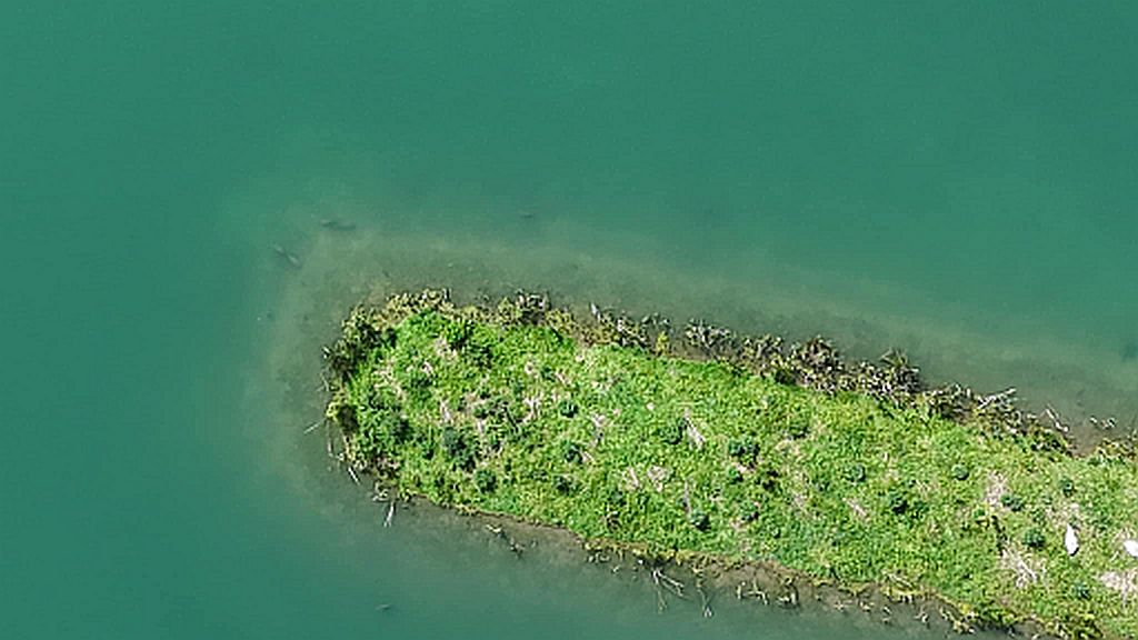 Carp swimming by a island